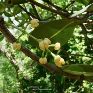 Noronhia emarginata (Lam.) Thouars..takamaka de Madagascar.doucette.( inflorescence ) oleaceae.espèce cultivée..jpeg